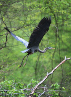 Birds & Wildlife