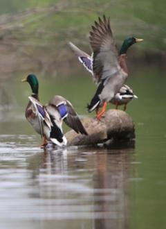 Protect the wetlands